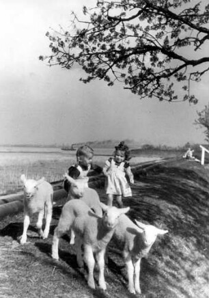 Frühling im Alten Land. Kinder und Lämmer auf dem Elbdeich bei Twielenfleth