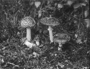 Fliegenpilz : Fliegenpilz (Amanita muscaria Linnaeus).