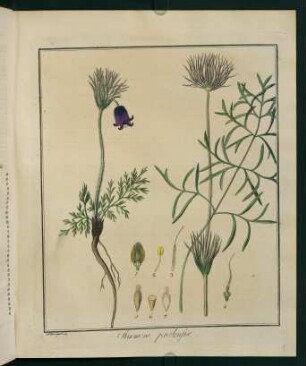 1r, Anemone pratensis