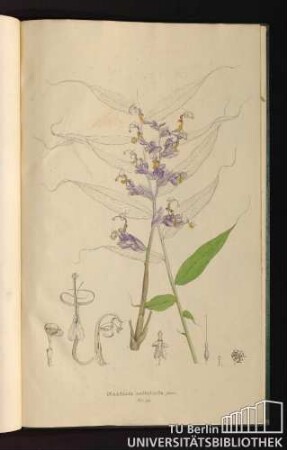 Tab. 99. Mantisia saltatoria Sims.