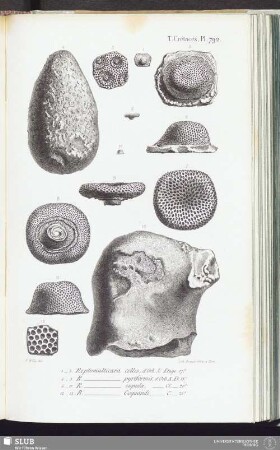 T. Crétacés, Pl. 792