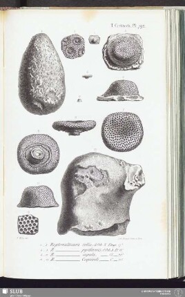 T. Crétacés, Pl. 792