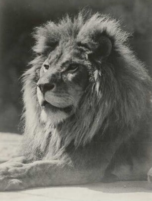 Dresden. Zoologischer Garten. Löwe Pascha (Panthera leo)
