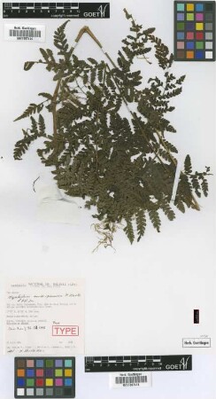 Megalastrum aureisquama M.Kessler & A.R.Sm. [paratype]