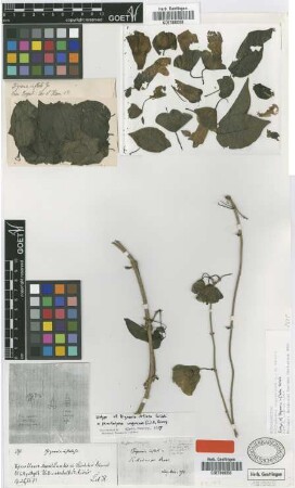 Bignonia inflata Griseb. [isotype]