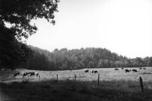 Wilsdruff-Helbigsdorf. Triebischwiese zwischen Dietrich- und Krillemühle