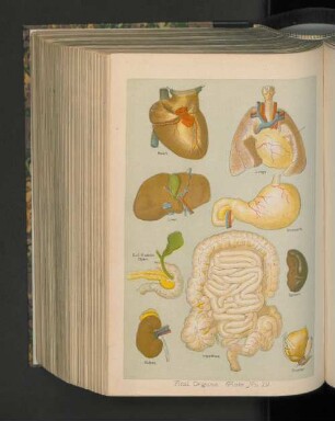 Vital Organe. Plate No.19.