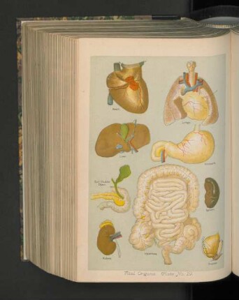Vital Organe. Plate No.19.