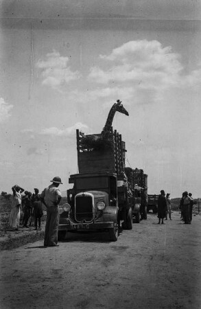 Transport einer Giraffe : Auf einem Transporter verladene Giraffe auf dem Weg vom Tschadsee zur Küste.