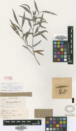 Excoecaria tenax Wright ex Griseb. [holotype]