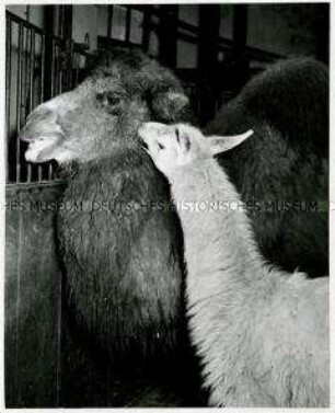 Dromedar und Lama im Berliner Zoo