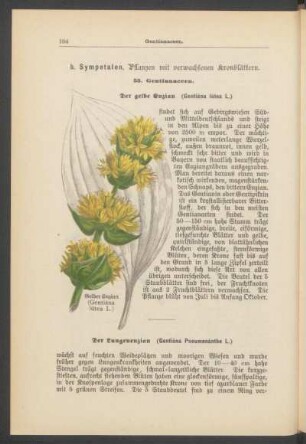 b. Sympetalen, Pflanzen mit verwachsenen Kronblättern.