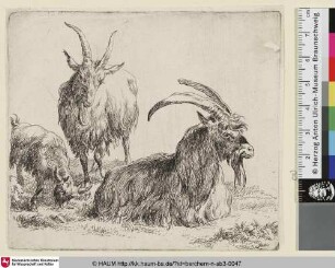 [Liegender Steinbock nach rechts vor stehender Ziege; The so-called Man's Book, 6; Un bouc couché [...] dirigé vers la droite. [...] vers le fond est debout une chèvre vue de face]