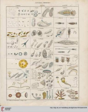 Zoologie (Tafel 1-86)