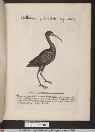 Gallinago sylvestris aquatica.
