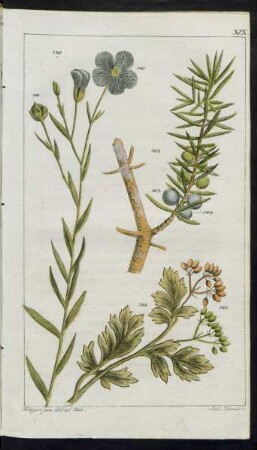 (Taf.] XIX. [Fig.] 139. - [Fig.] 144