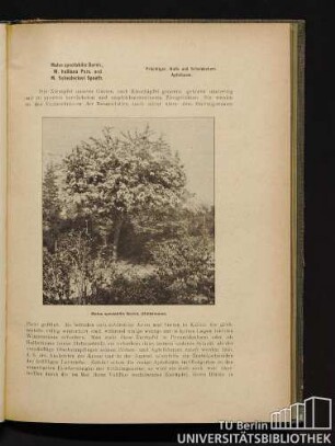 Malus spectabilis Borkh., M. halliana Pars. und M. Scheideckeri Spaeth. Prächtiger, Halls und Scheideckers Apfelbaum.