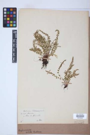 Asplenium viride Huds.