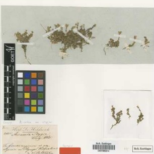 Arenaria stygia Boiss. & Heldr. [syntype]