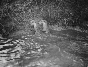Zwei Fischotter im Wasser