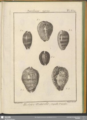 Pl. 354. Porcelaine. Cypraea