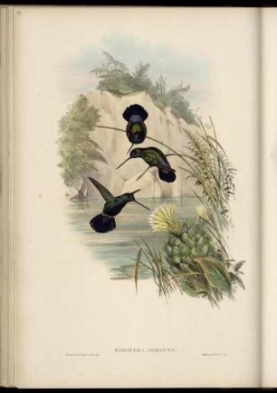 Dorifera Johannæ. [bis] Dorifera Ludoviciæ.