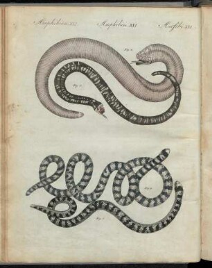 No. 9. Amphibien. XXI. Verschiedene Arten Von Schlangen.