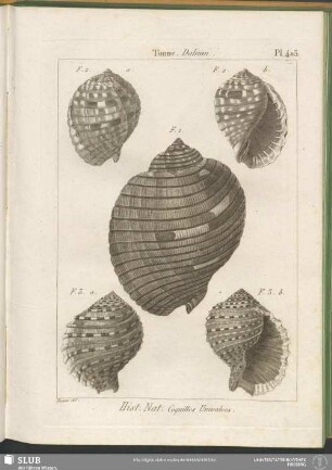 Pl. 403. Tonne. Dolium