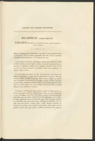 Bigarreau Gros Coeurt. Cerasus Bigarella Amarella...