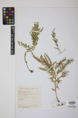Selaginella haenkeana Spring
