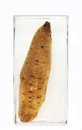 Ipomoea batatas (L.) Lam. aus Ostafrika