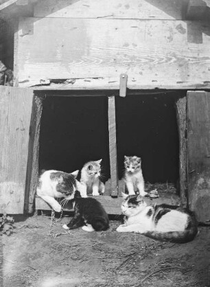 Zwei Katzen mit Kätzchen