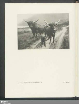 Schottisches Hochlandsrind