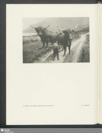 Schottisches Hochlandsrind