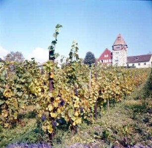 Liechtenstein : Liechtenstein. Vaduz. Das historische "Rote Haus" zwischen Weinbergen