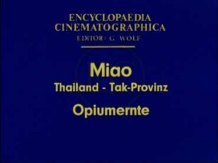 Miao (Thailand, Tak-Provinz) - Opiumernte