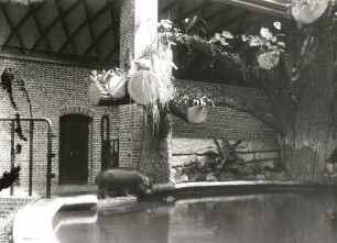 Leipzig, Flusspferde im Zoologischen Garten : Leipzig. Zoologischer Garten. Flußpferdhaus. J. Bühring. Flußpferde (Hippipotamus amphibius). Yumbo, Tanga, Grete und Julius (im Wasser) im Freigehege davor am Wasserbecken