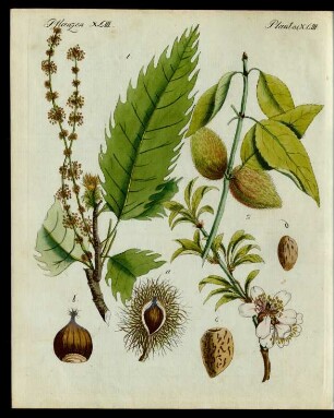 Kastanien und Mandeln.