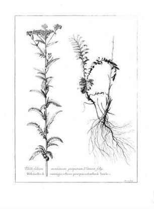 Millefolium Montanum Purpureum Tanacet Foliis