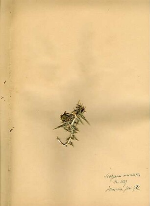 Compositae Scolymus maculatus Linné, Carl von (1707 - 1778) [Jerusalem, Yerushalayim, El Quds, Al-Quds, Al Quds, El Quds Esh Sherif, Al-Muqaddas, Jérusalem, Gerusalemme, Jerusalén, Aelia Capitolina, Colonia Aelia Capitolina, Hierosolyma, Urusalim, Jerusalem]
