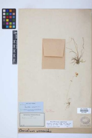 Oncidium usneoides Lindl.[isotype]