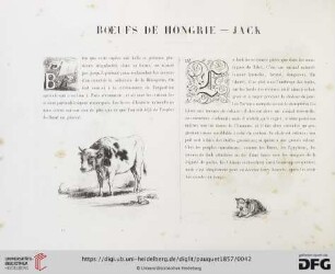 Boefs de Hongrie - Jack