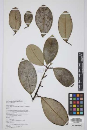 Melicope radiata (St. John) T.G. Hartley & B.C. Stone
