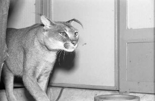 Neuer Wüstenluchs für den Karlsruher Zoo.