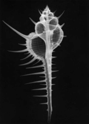 Murex troscheli (Stachelschnecke), Röntgenaufnahme