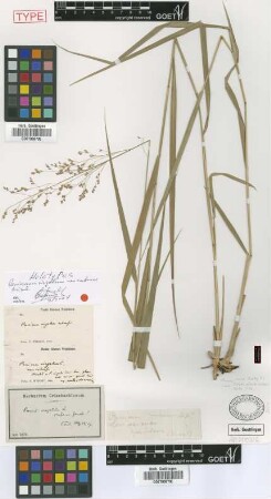 Panicum virgatum L. var. cubense Griseb.
