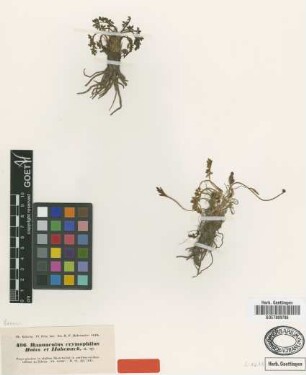 Ranunculus crymophilus Boiss. & Hohen. [isotype]