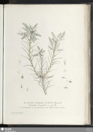 La gomme adragant ou la Barbe-Renard
