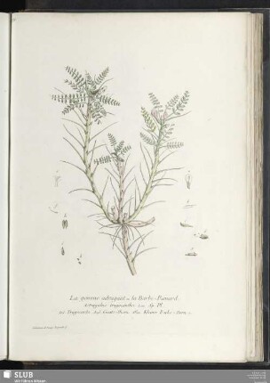 La gomme adragant ou la Barbe-Renard