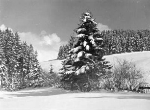 Winterbilder. Verschneiter Landschaftsausschnitt mit Nadelbäumen